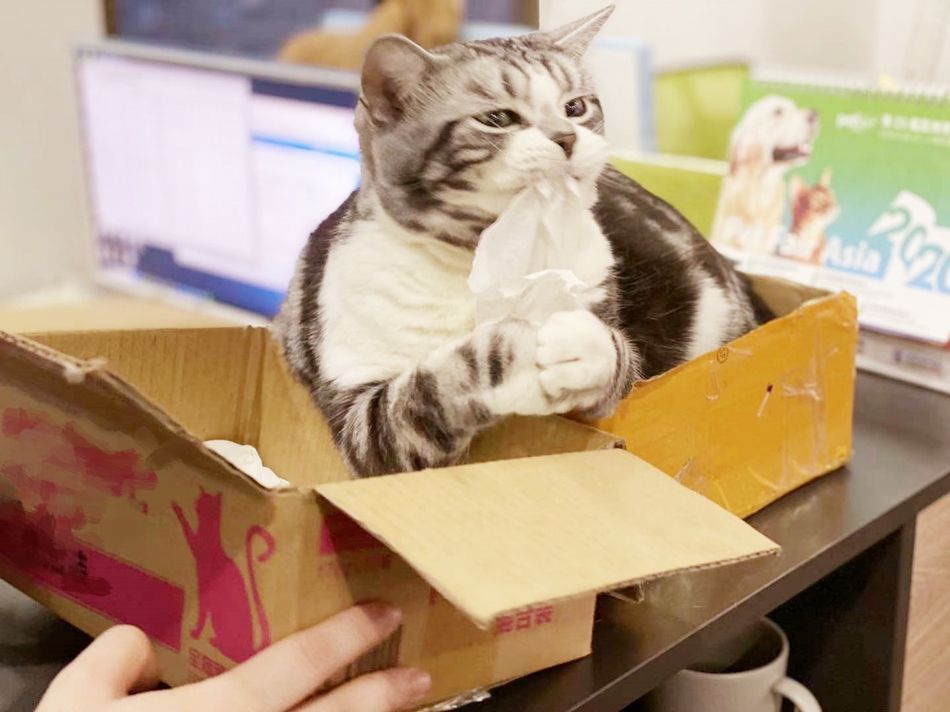 猫咪社会化训练教学完整版,猫咪社会化训练需要打完疫苗吗