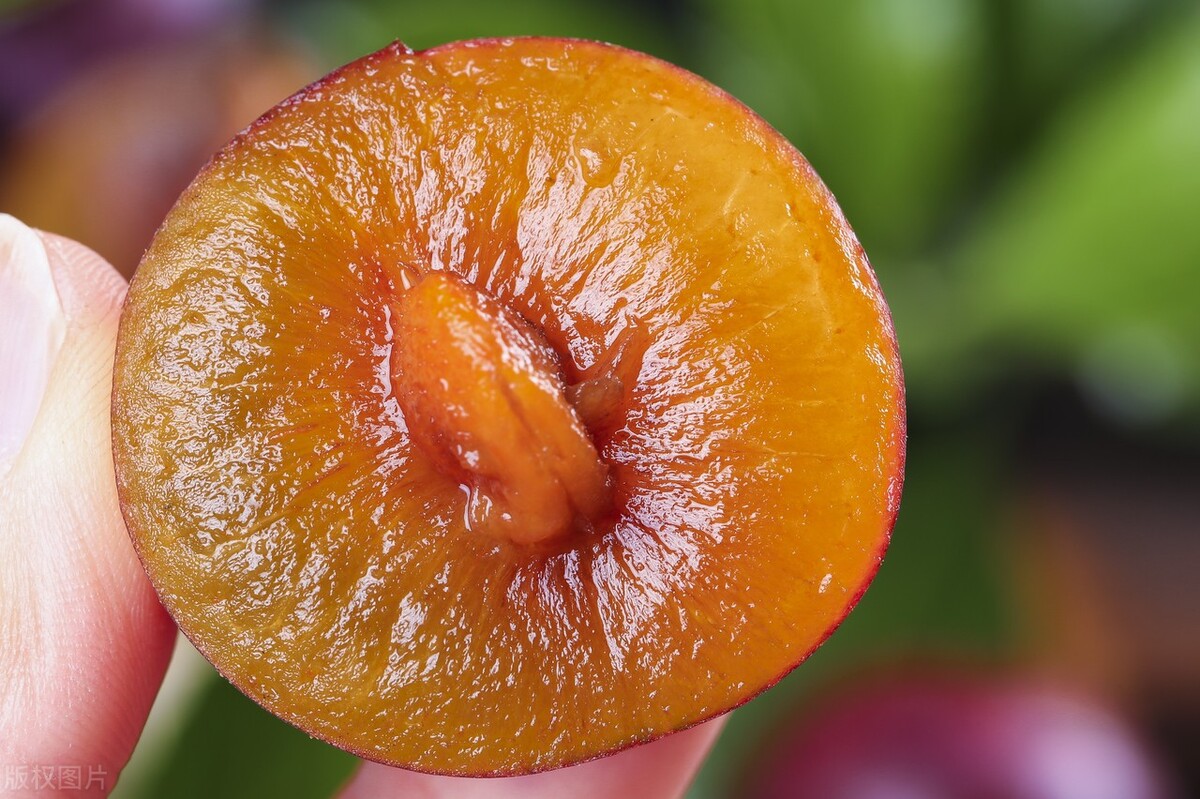 新鲜西梅如何长期保存,西梅可以装在密封保鲜袋里保存吗