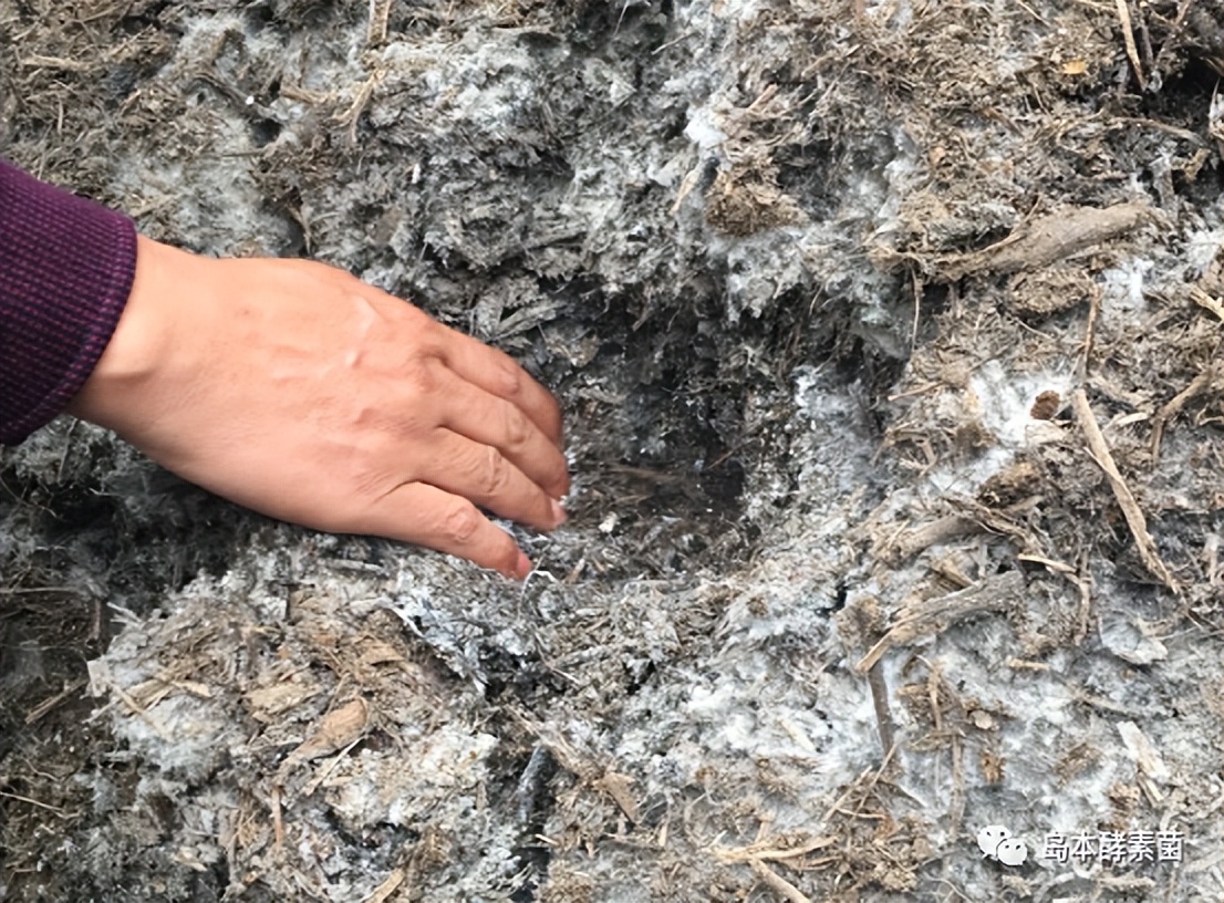 绿色酵素农业,农业酵素菌种植技术