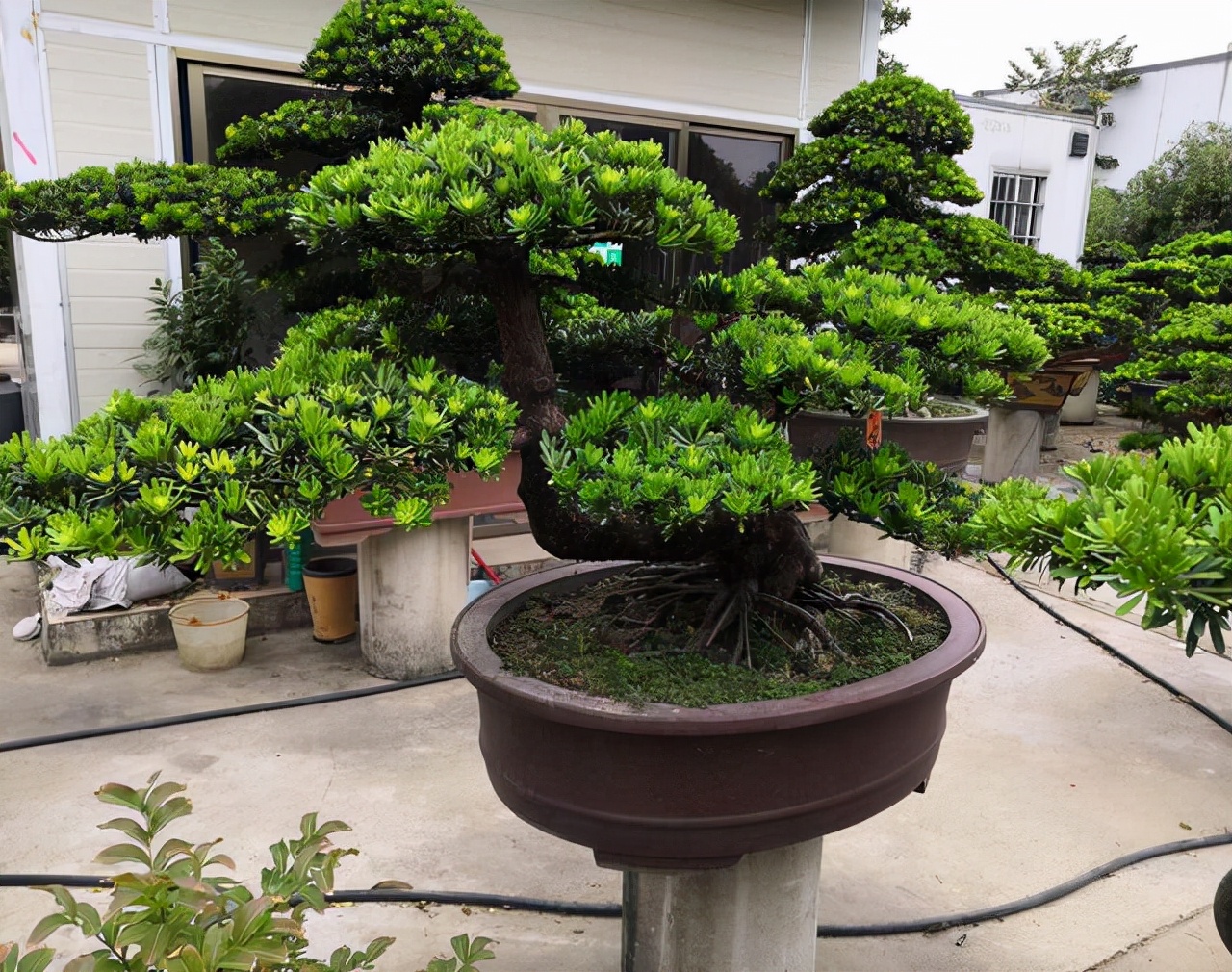 客厅有树十有九福,家中有树十家九富