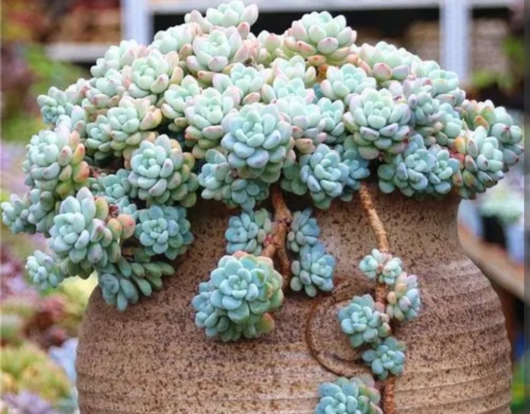 多肉开始生根怎么浇水,多肉幼崽怎么快速长大