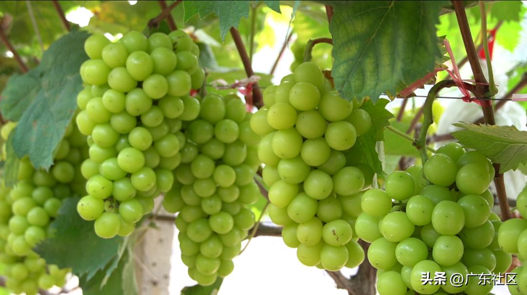 乡村休闲精品在江门：这里藏着个“世外萄园”，快来趣味游园摘果