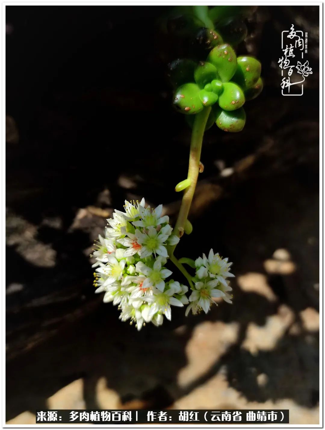 多肉植物里的糖,多肉生活的调味剂