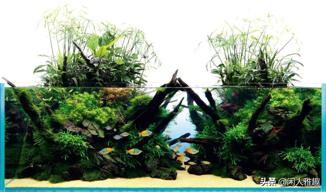 1.8米长水陆缸与草缸结合,组合式草缸