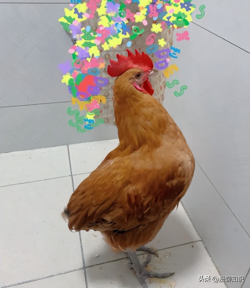 鸡沙门菌能引起鸡白痢吗,鸡白痢沙门氏菌病的研究进展