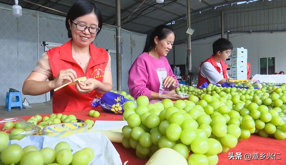 大凉山阳光玫瑰采摘,大阳光玫瑰各地采摘时间