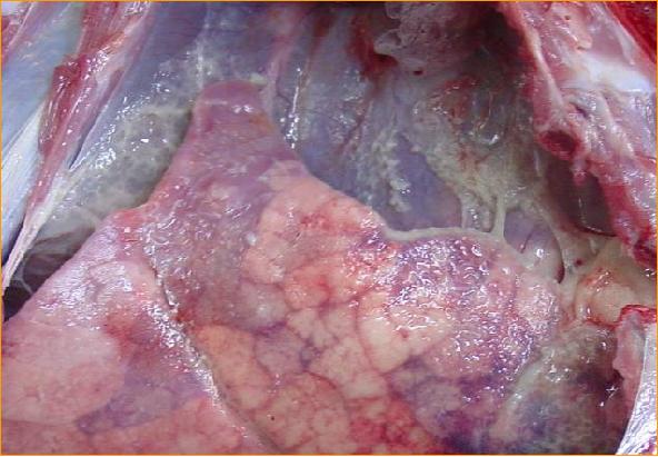 猪应急用药,猪生病的常用药