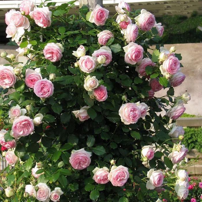 法国玫瑰花园,法国玫瑰花香沐浴露正品