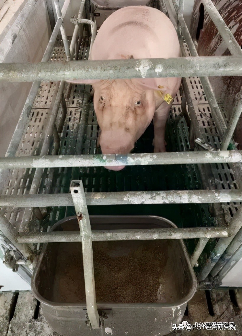 猪场母猪断配率标准,母猪断乳怎么管理