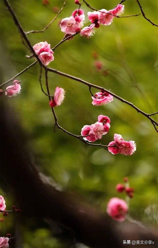 春风送暖，绿博园踏春赏梅正当时~