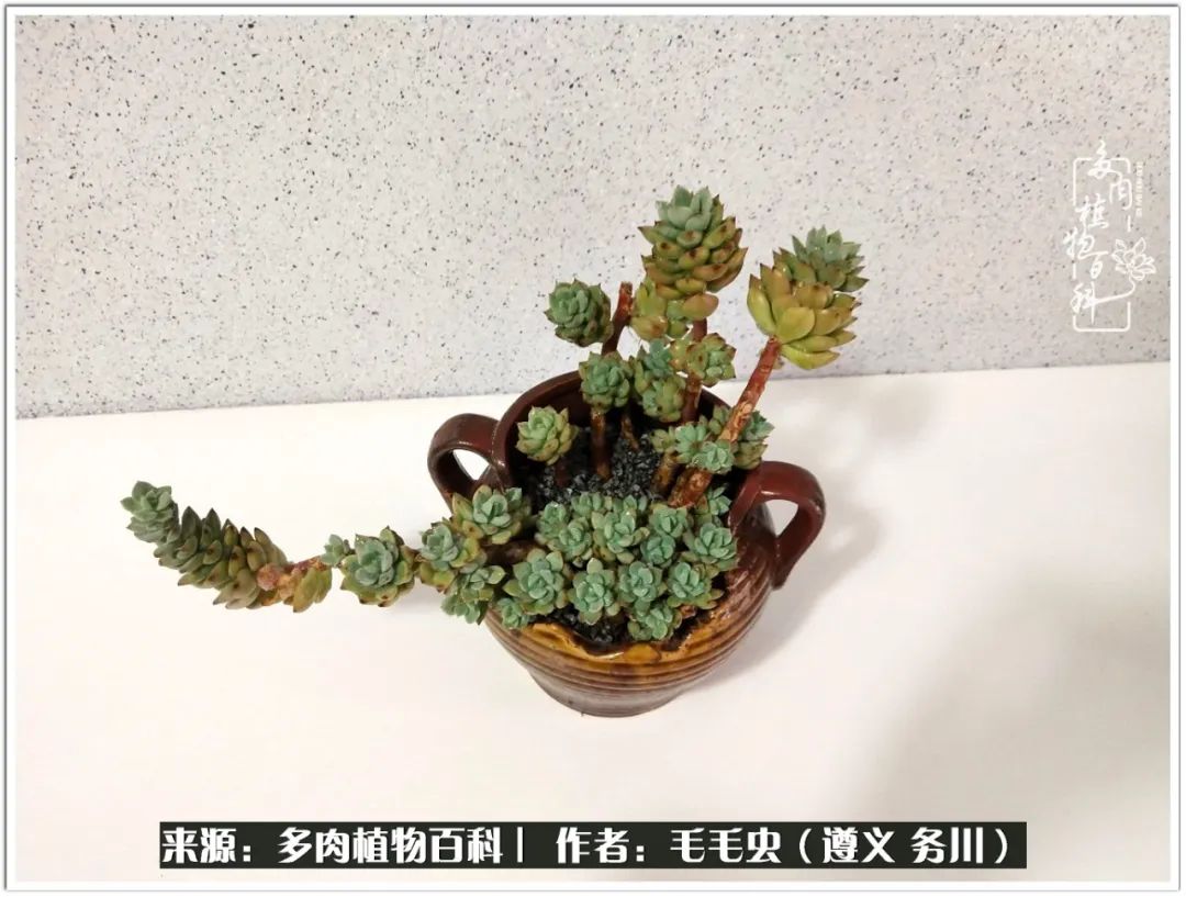 多肉可抵岁月,多肉之花语