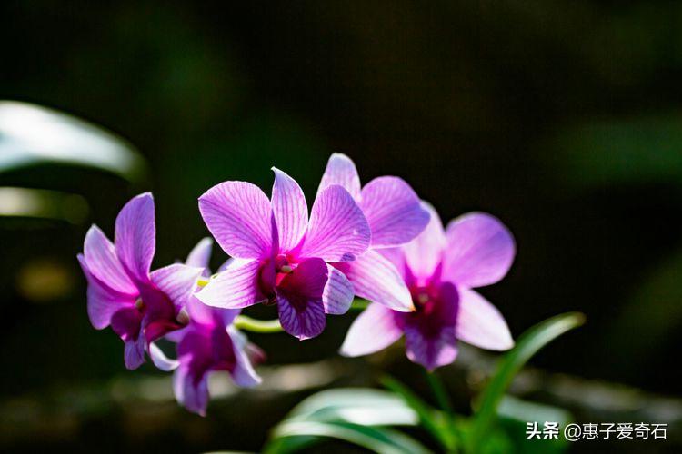 赞美花中四君子的古诗有哪些,赞美花中四君子的诗句