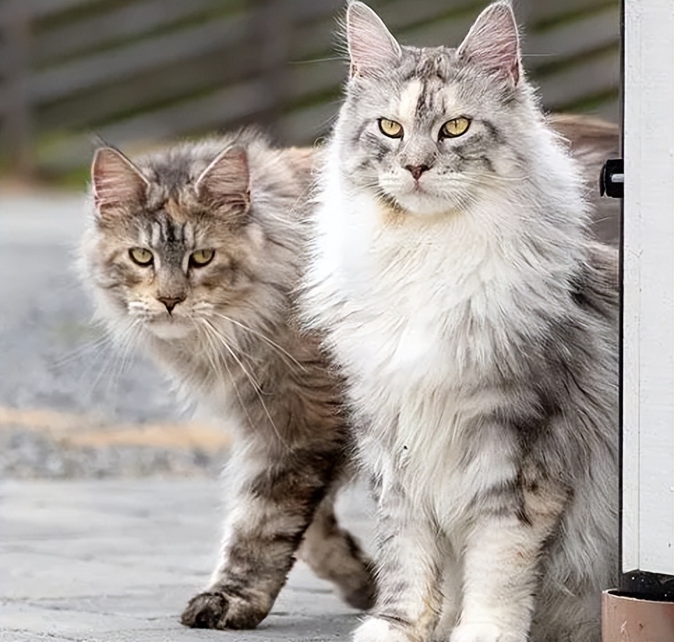 当十二星座遇见小猫咪会怎么样呢,十二星座的专属小猫咪