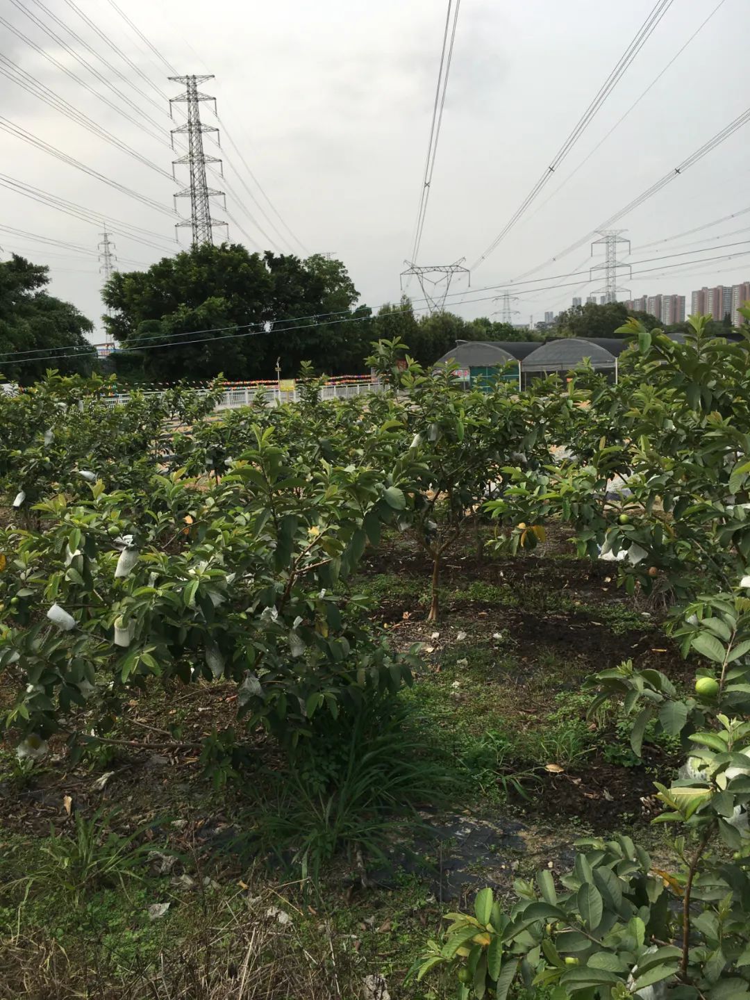 旭光车行雅迪电动车,旭光单车