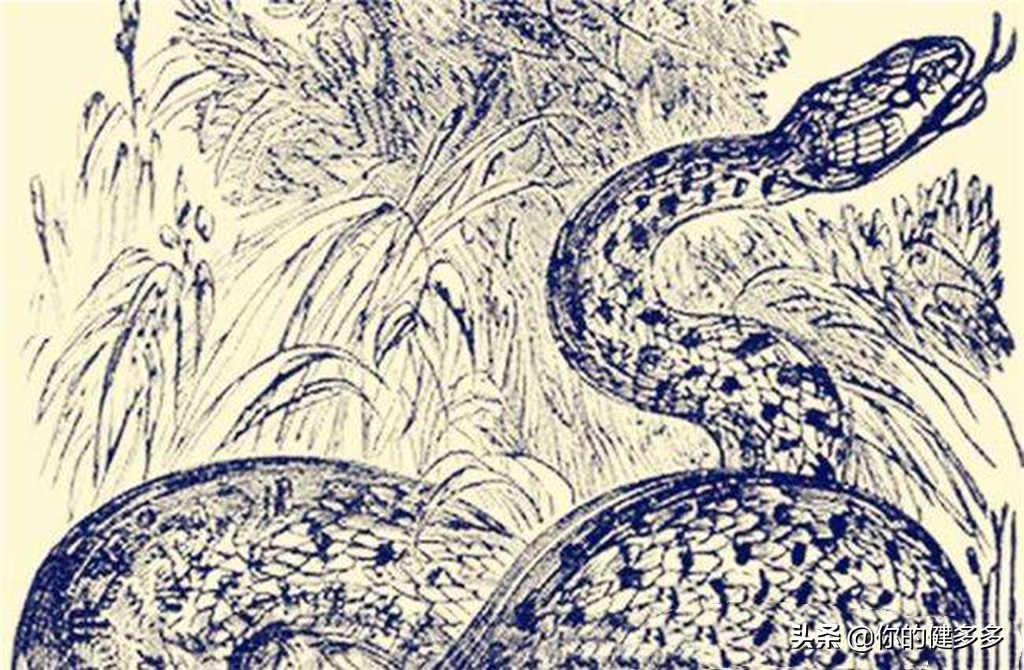 民间故事男子深山之中救蛇,民间故事男子帮助难产蛇