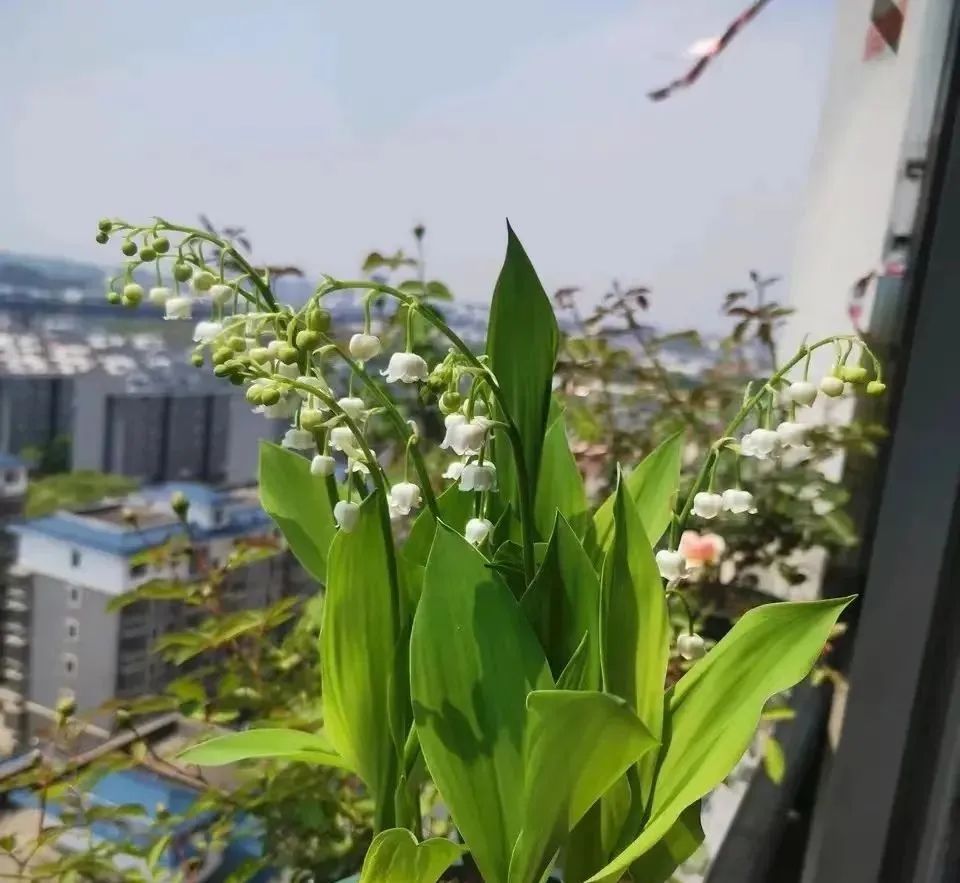 增湿除甲醛绿植,除甲醛好养的绿植有哪些