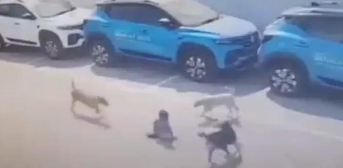 触目惊心，狗患何时休？