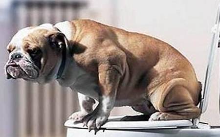 公猫尿道炎怎么解决,公猫尿道疾病怎么治疗