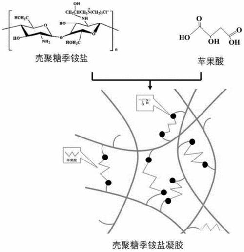 壳寡糖的促进生根作用,壳寡糖对免疫系统的调节作用