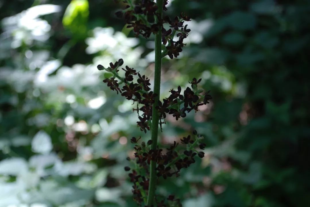 150种常见药用植物大全,150余种常见药用植物花期组图