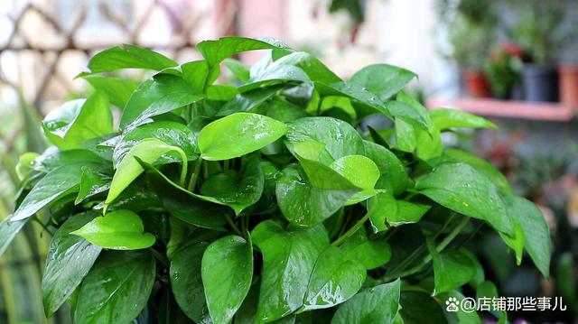 绿萝养了一年了还没长,绿萝养了一年没长怎么办