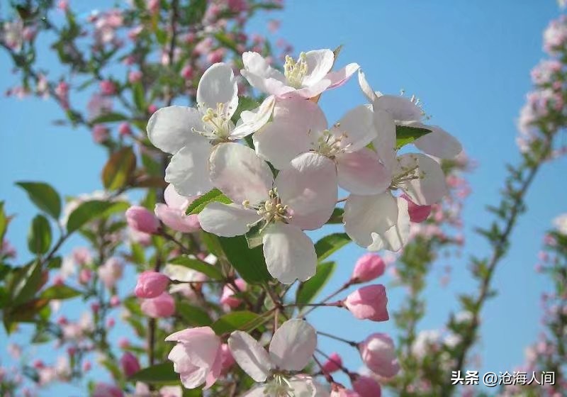 风花雪月藏头诗图片,七绝苍山洱海风花雪月