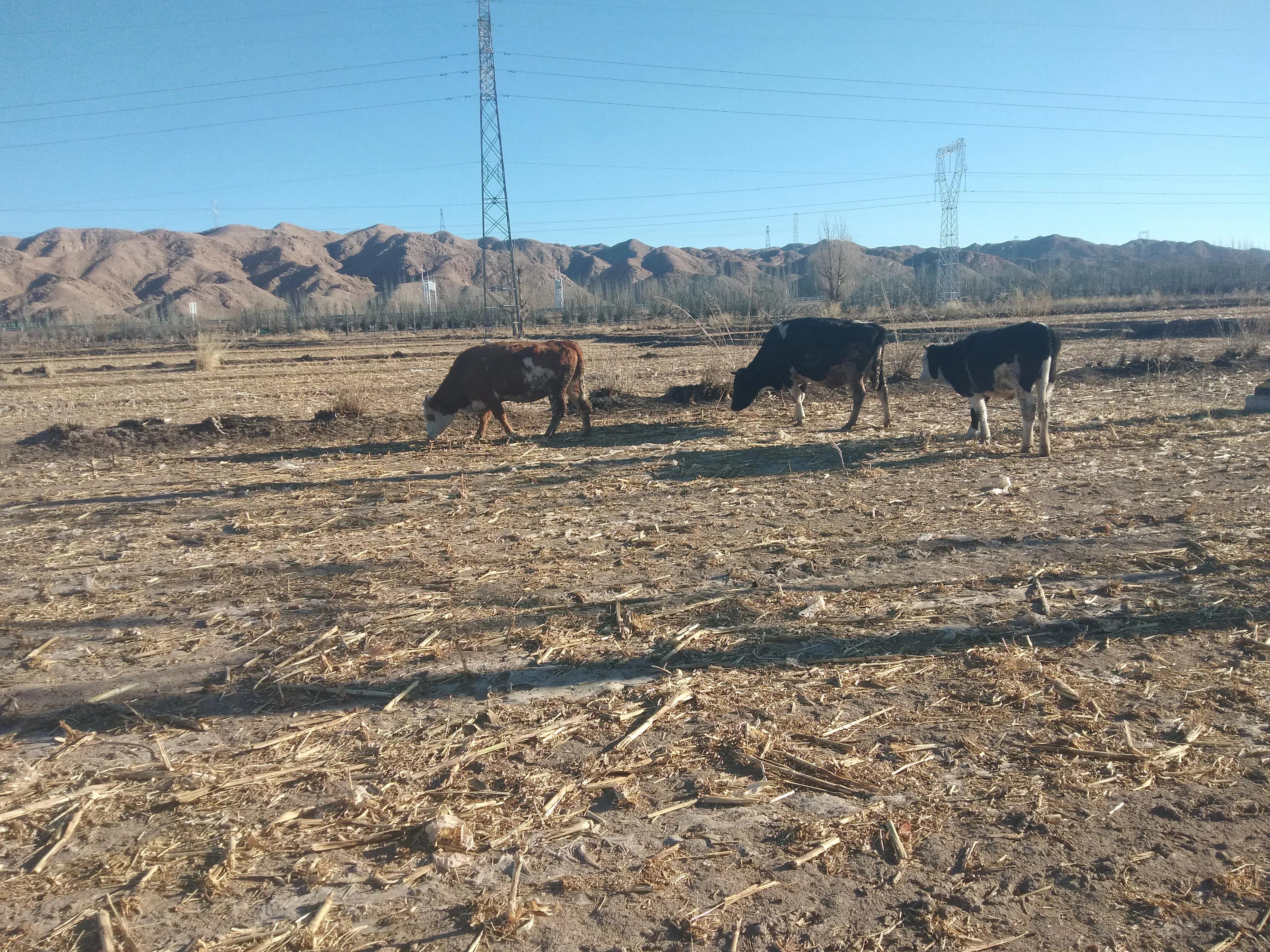 养牛未来10年前景分析,未来5年养牛方法
