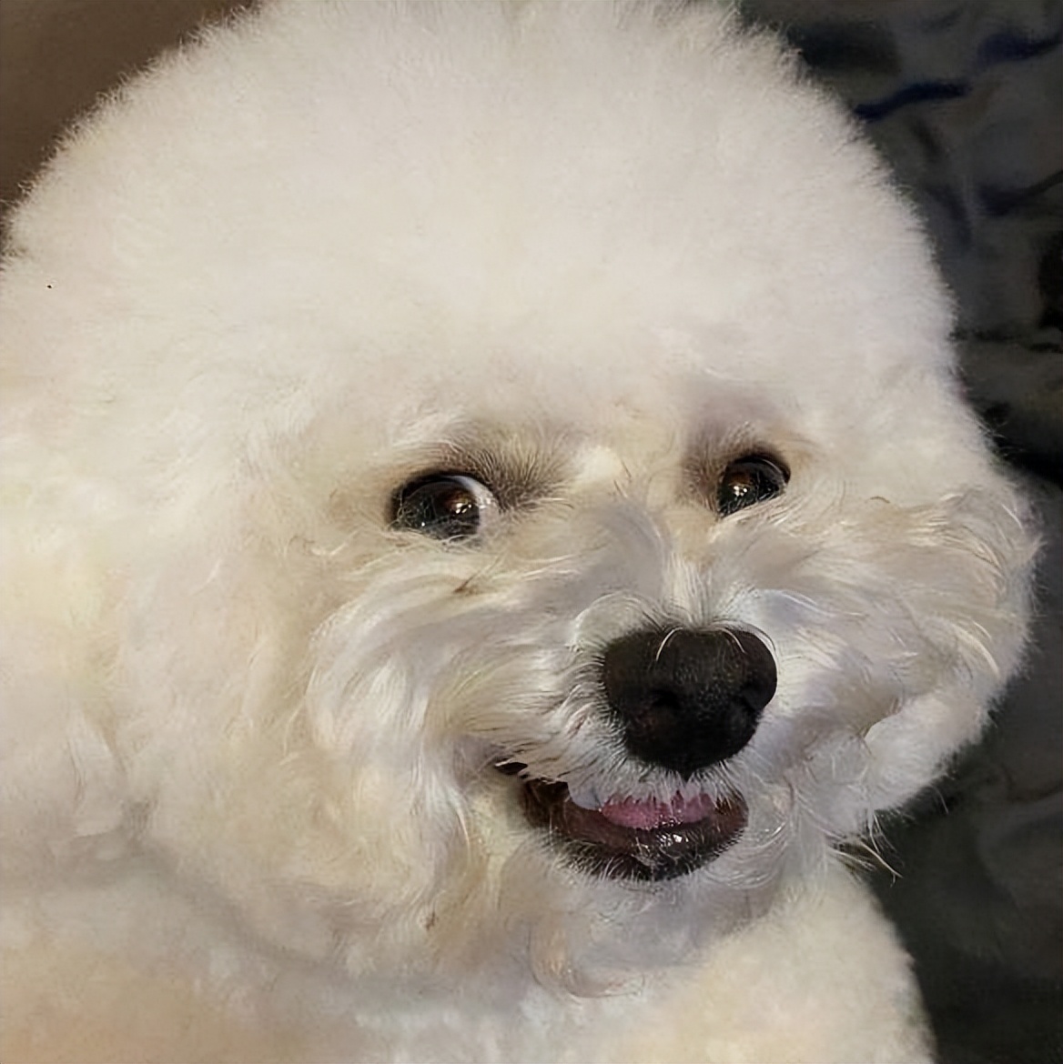 比熊犬容易得的病,比熊犬容易得五种病