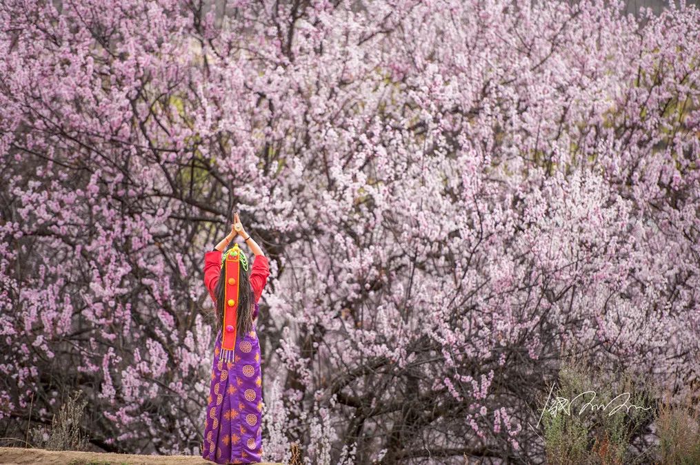 龙泉山看桃花徒步最佳路线,徒步穿越十里桃花漫山遍野