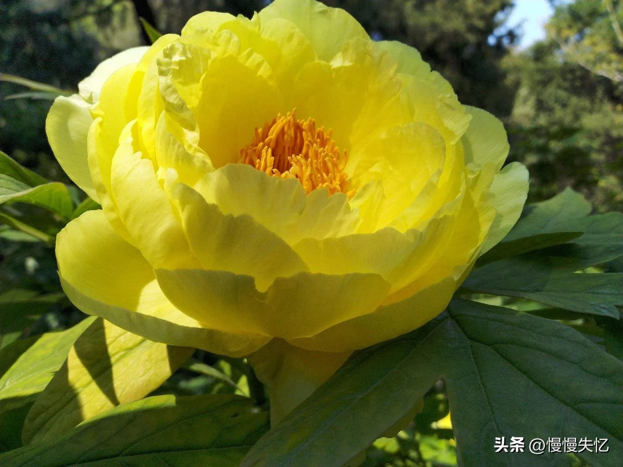 历代咏牡丹花诗词大全,关于牡丹花的古诗刘禹锡