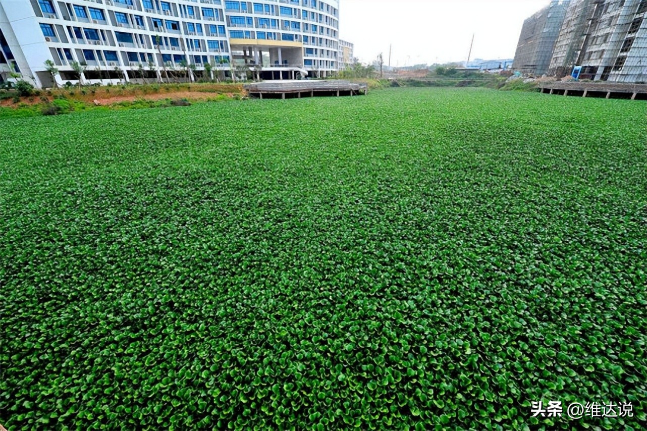 外来生物入侵鳄雀鳝怎么出现的,图说外来入侵物种鳄雀鳝