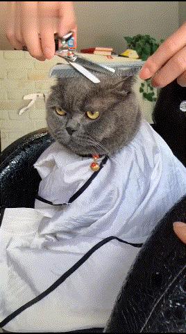 三种最不好养的宠物猫,哪种宠物猫不建议养