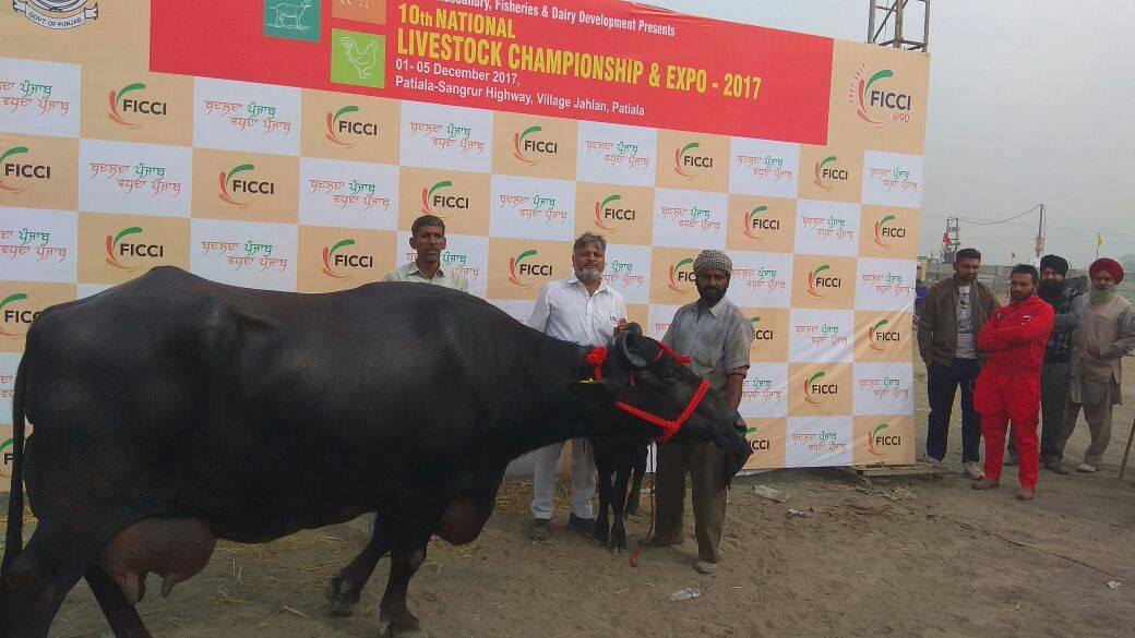 摩拉水牛卖价,摩拉水牛为什么这么便宜