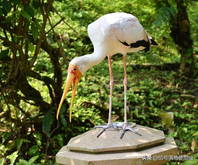 中国寓言故事之一鸣惊人