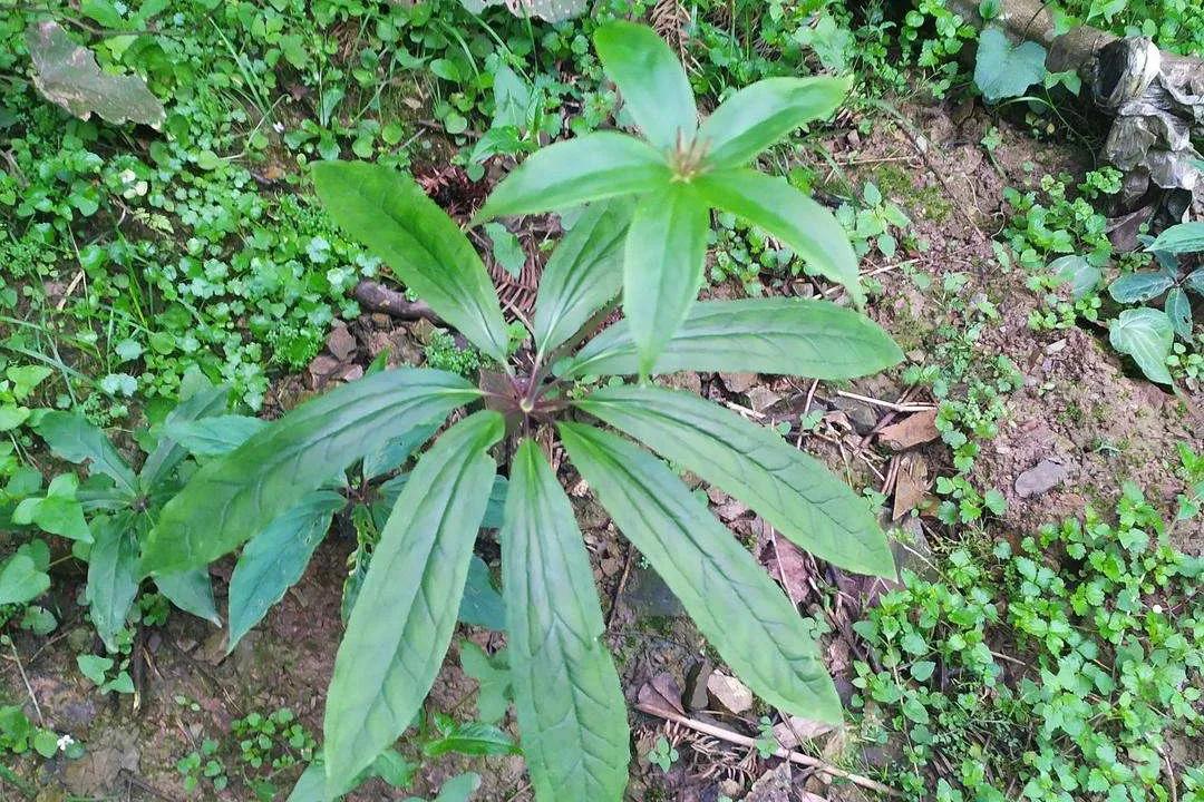 农村用雄黄粉驱蛇的正确方法,居家防蛇雄黄驱蛇的正确方法