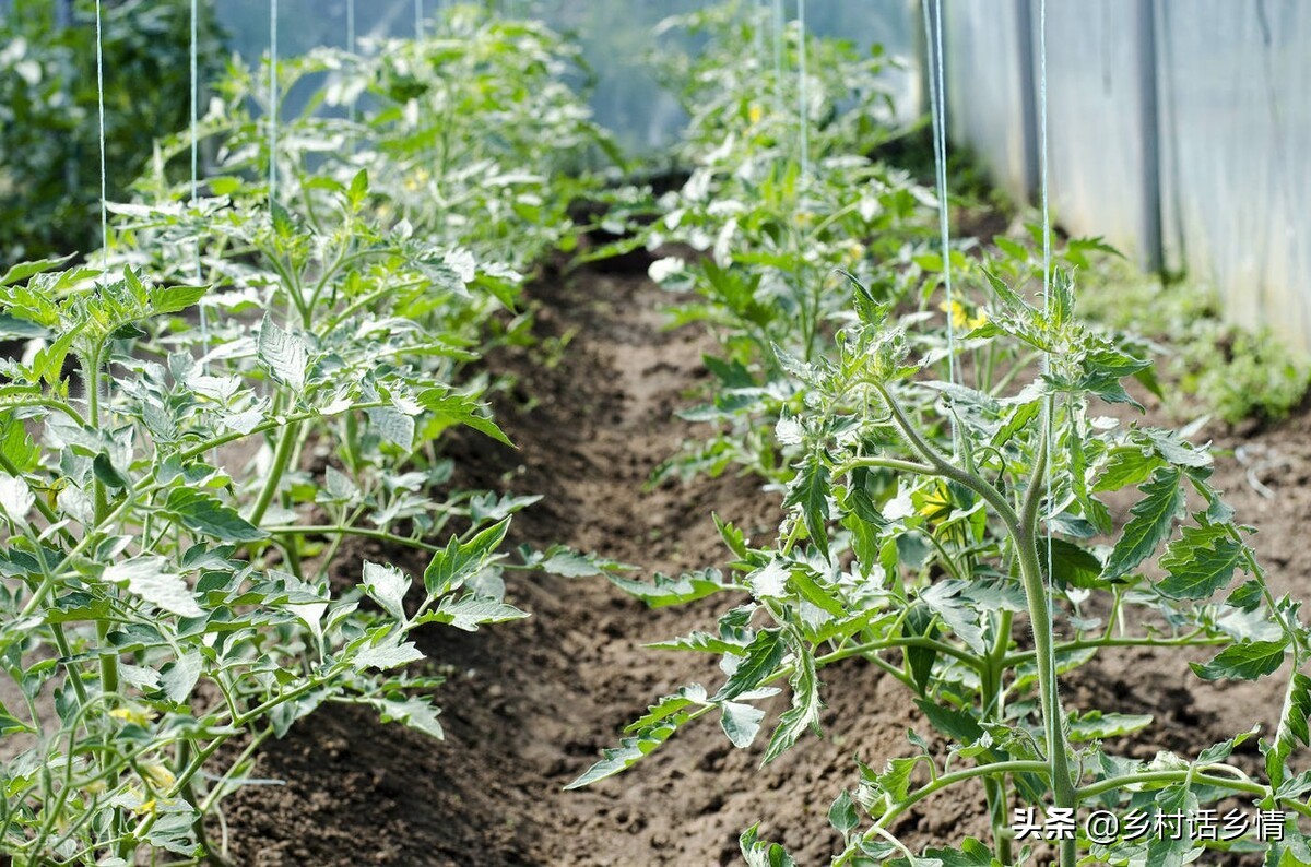 种什么蔬菜防病虫害,水培蔬菜种植如何解决虫害