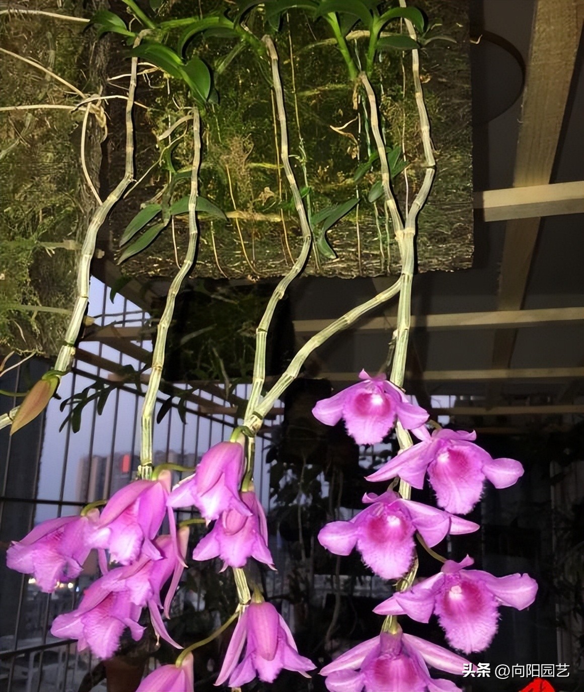 野生石斛生长在什么地方最多,野生石斛一般生长在哪里