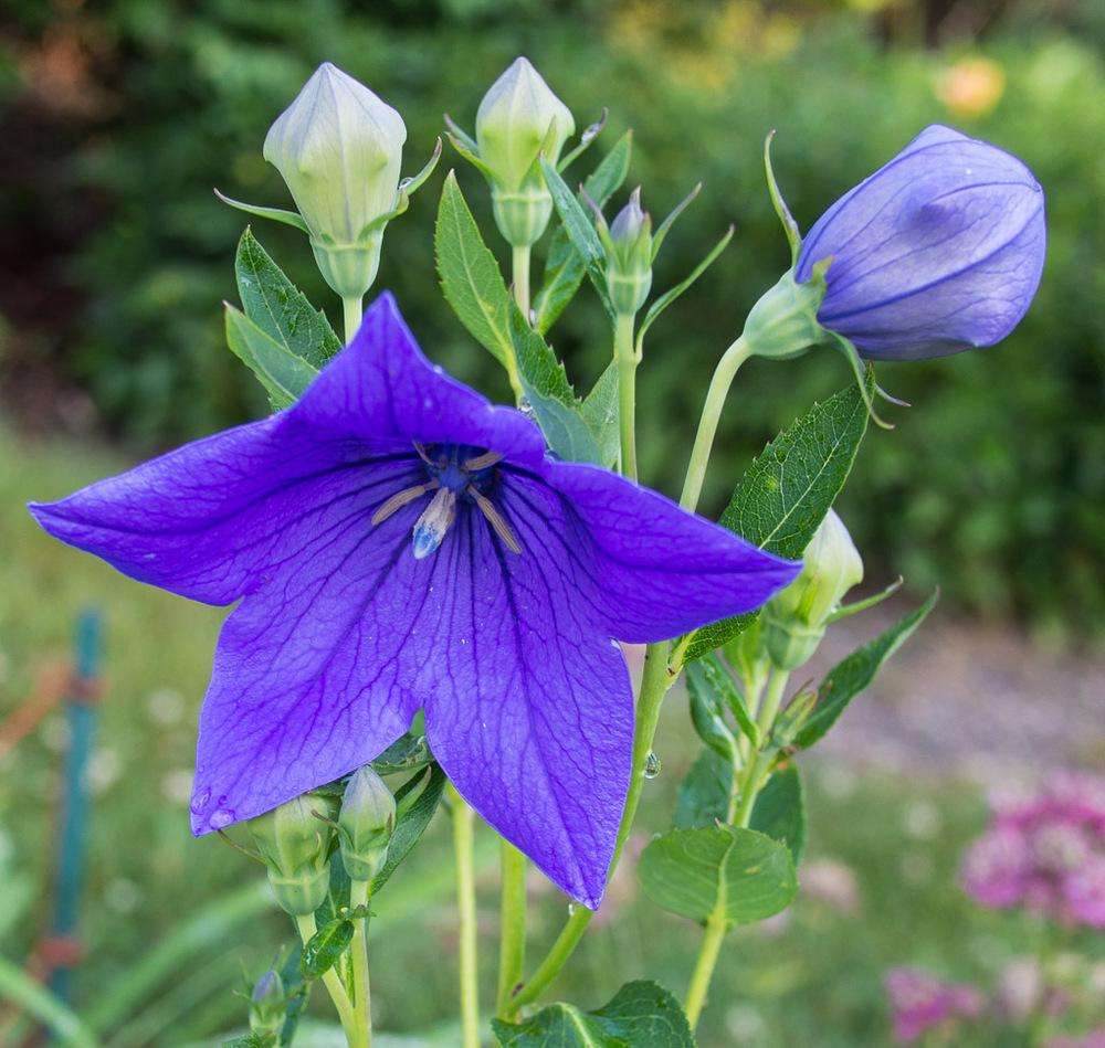 清明期间开的野花有哪些,清明节野花
