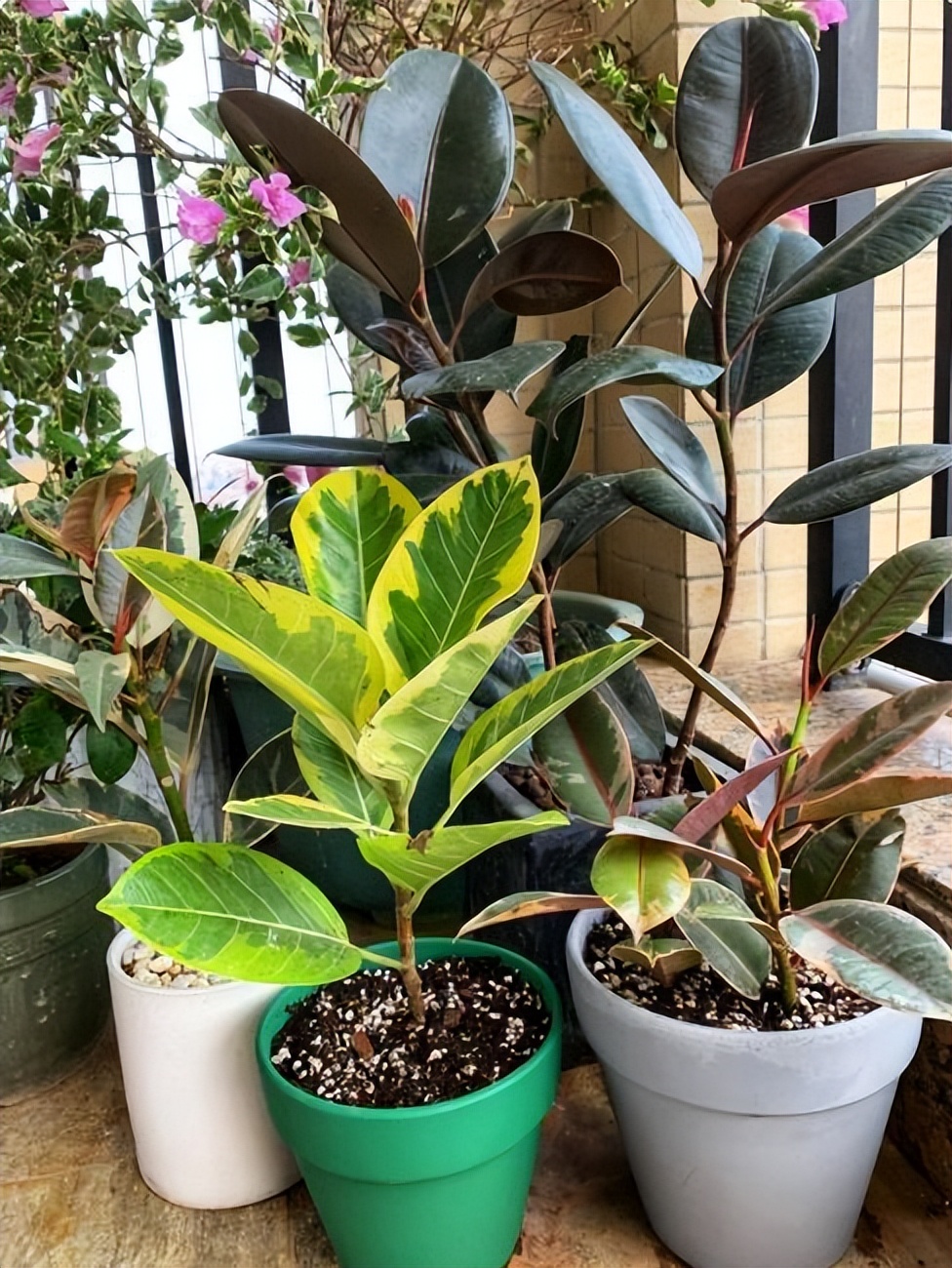 适合养在客厅好养活的绿植,十大最好养的客厅大绿植