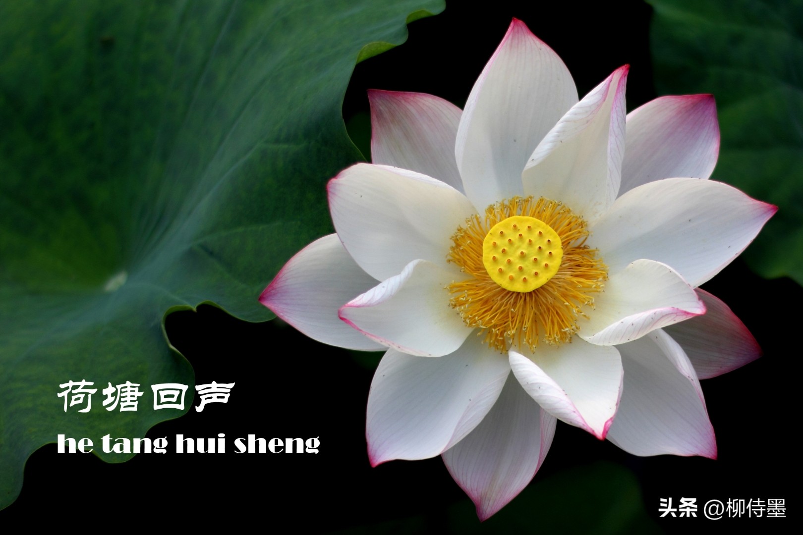 拍荷花怎么拍出高级感专业模式,如何拍出荷花高清图片