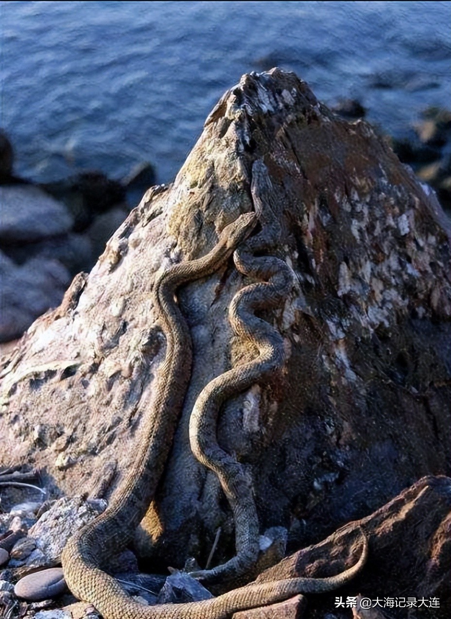 温泉旅顺老铁山,大连老铁山温泉攻略