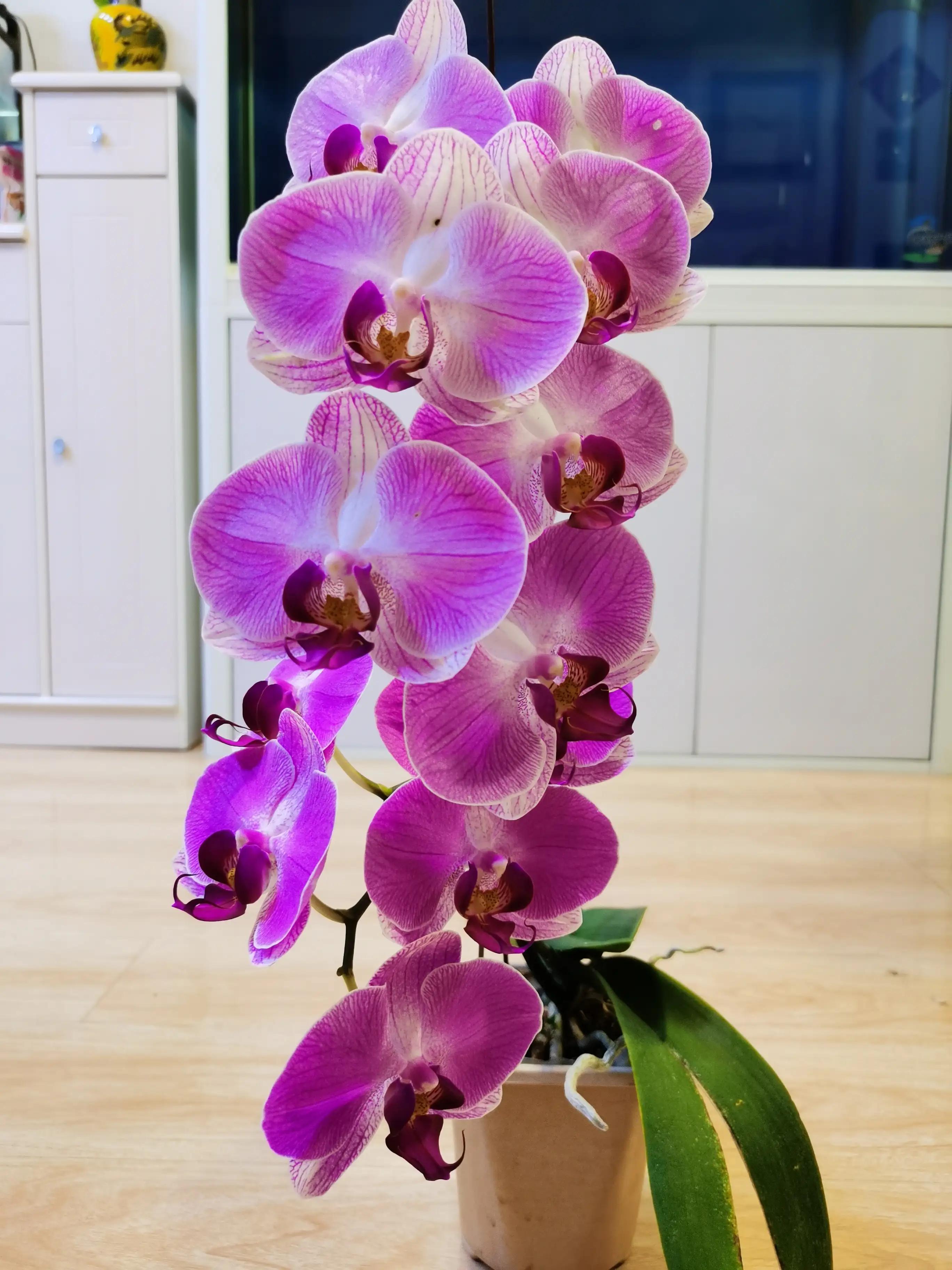 粉黛佳人水仙,紫水仙图片大全