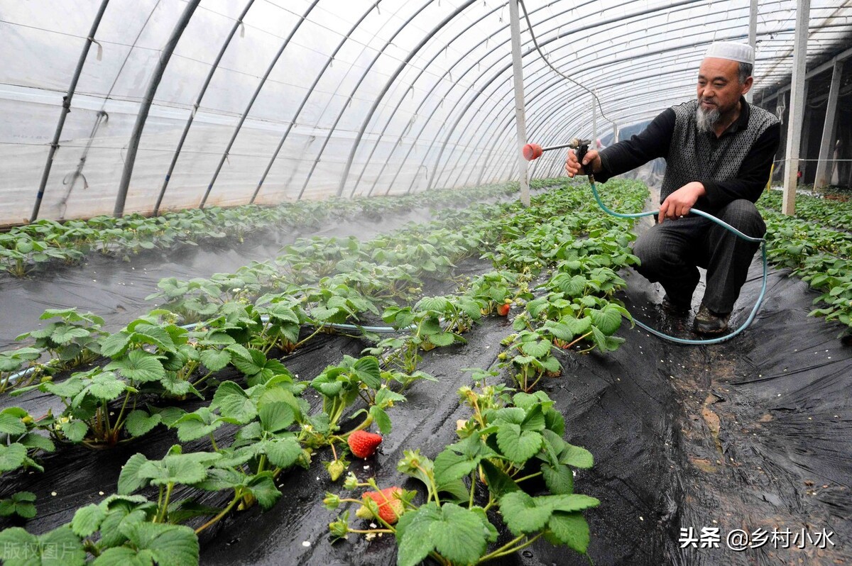 最常见几种蔬菜的种植方法,怎样种植蔬菜的小窍门