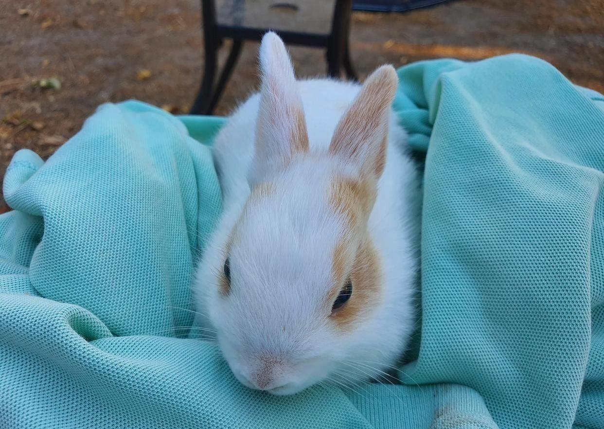 兔子打喷嚏偏方,兔子打喷嚏最佳治疗方法秋天