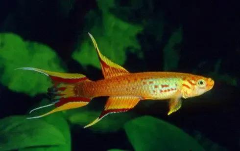 各种漂亮鱼的名称及图片,漂亮可爱的海水观赏鱼