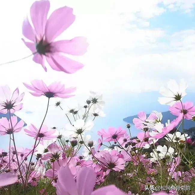 心若香茗静听花开的意思,心若香茗静听花开意思