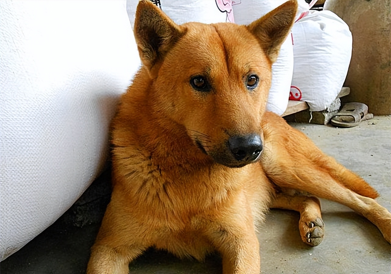 养狗必备用品中华田园犬,新手养狗中华田园犬基础知识