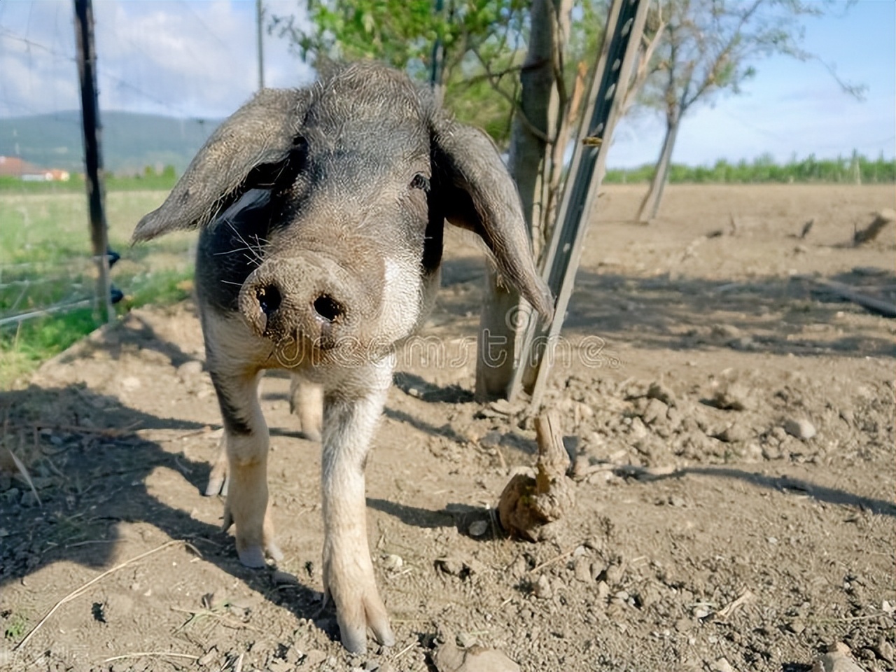 养猪冬季预防措施,早春养猪应预防猪病害吗