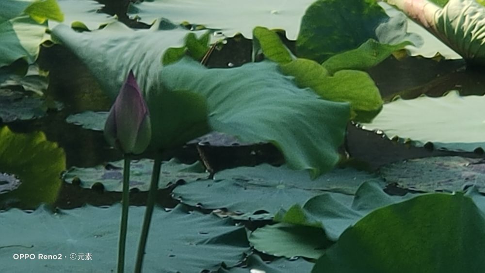 海南最受欢迎的鱼,海南岛好吃的鱼有几种