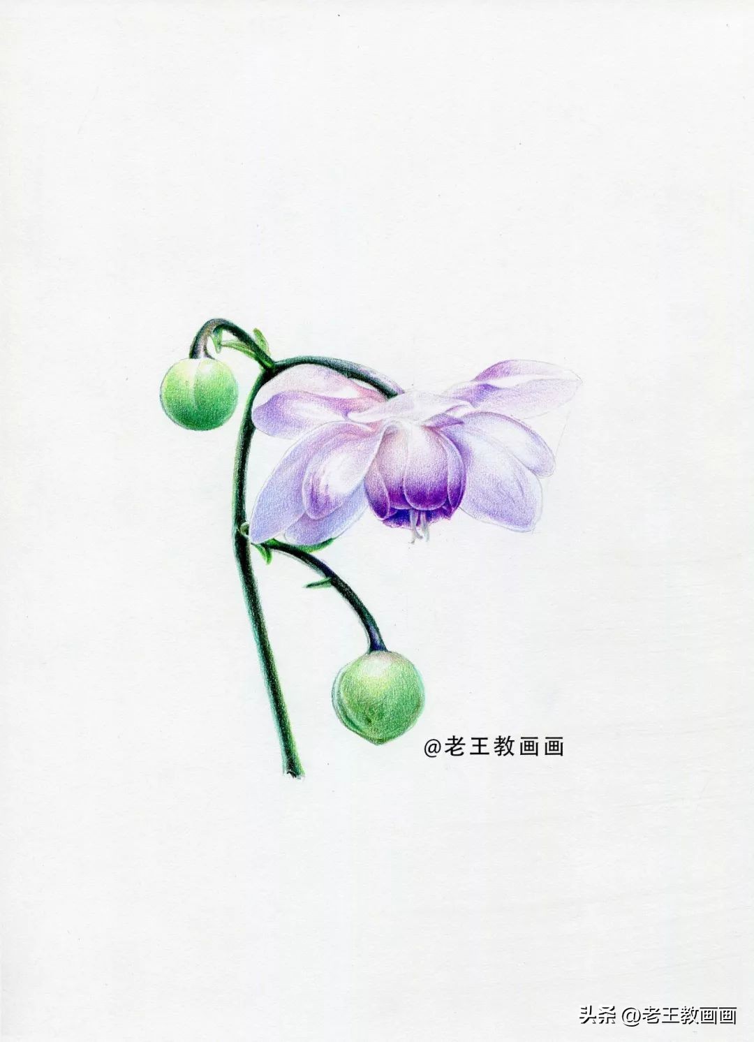 彩铅花卉画教程,零基础怎么画彩铅苹果